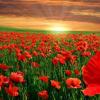 Composition and properties of poppy, its harm and benefits for the body